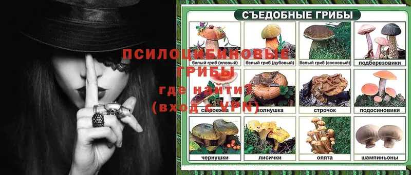 Галлюциногенные грибы Psilocybe  Камешково 